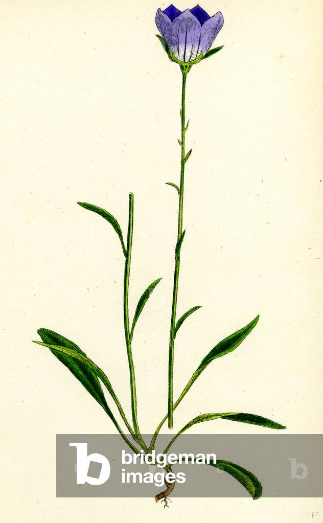 Immagine di Incisione "Campanula Persicifolia Fiore di Pesca"