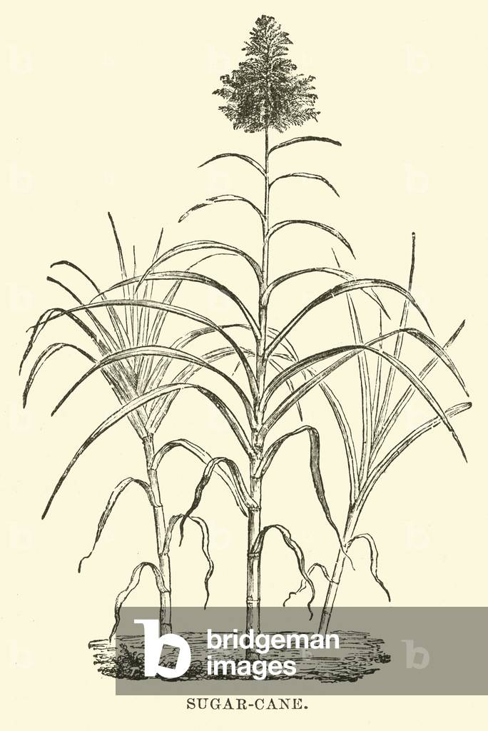 "Zuckerrohr (Gravur)" von English School, b/w