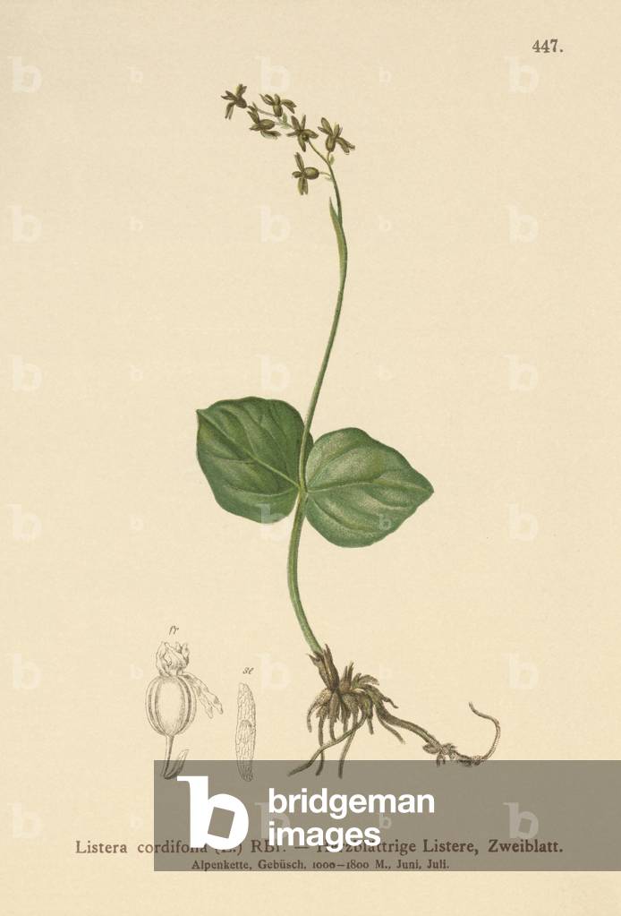 Twayblade mit Herzblättern (Listera cordata, Listera cordifolia, Neottia cordata) (Farbe litho)