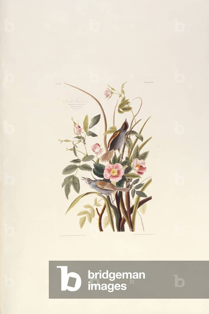 Ammodramus maritimus by John James Audubon, b/w