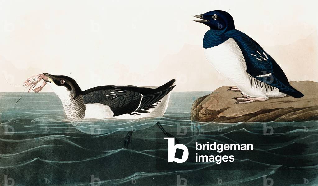 "Little Auk" 1827 di John James Audubon