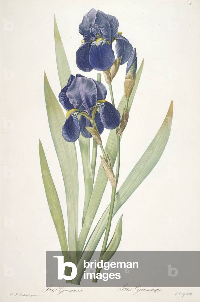 Iris germanica (Bearded Iris), 1812