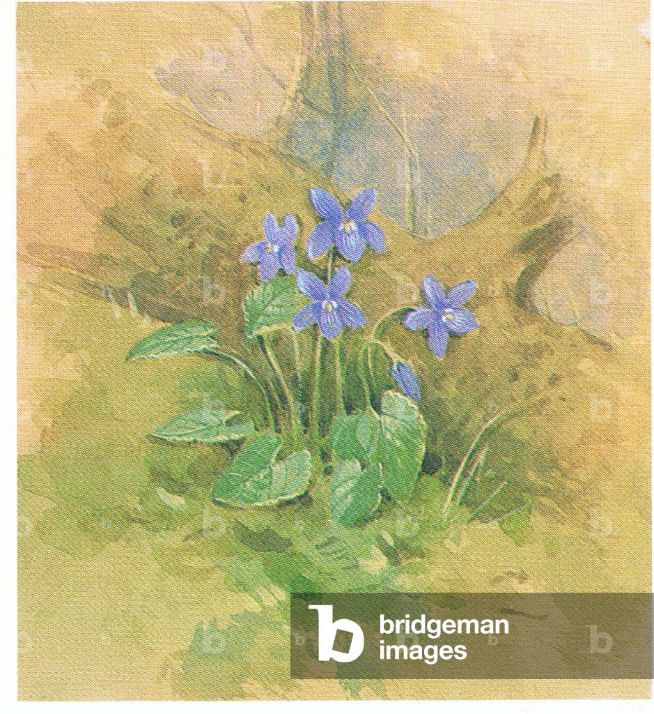 Violets by Gordon Beningfield