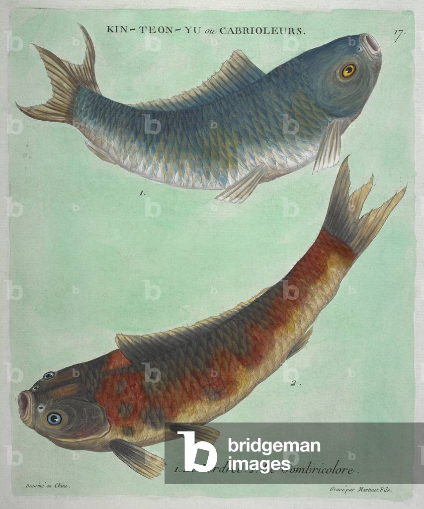 Kin-Teon-Yu ou Cabrioleurs: Le Verdret, Le Sombricolore