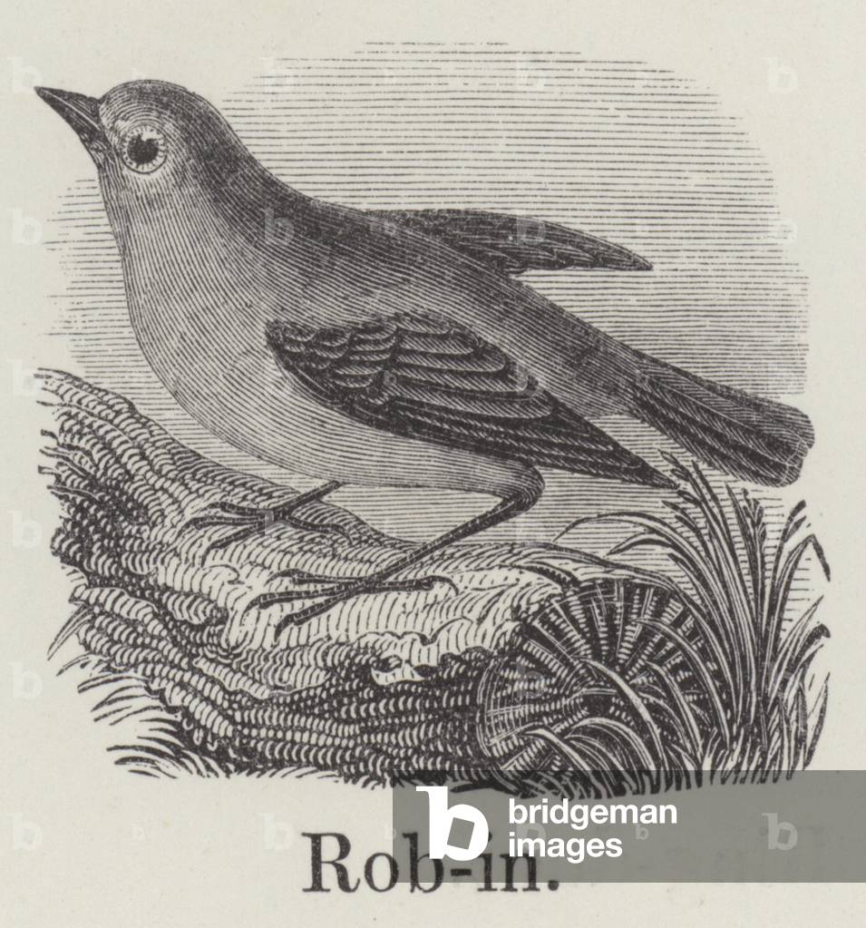 "Robin (incisione)" di English School