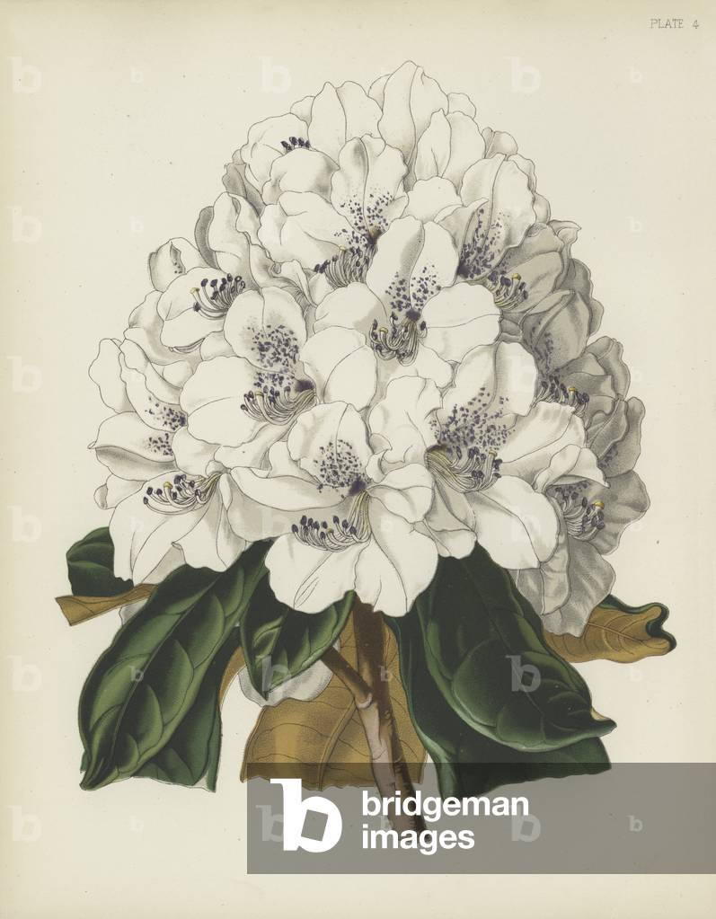 Der weiße Cunningham Rhododendron, Rhododendron Cinnamomeum; var Cunninghami (chromolitho)