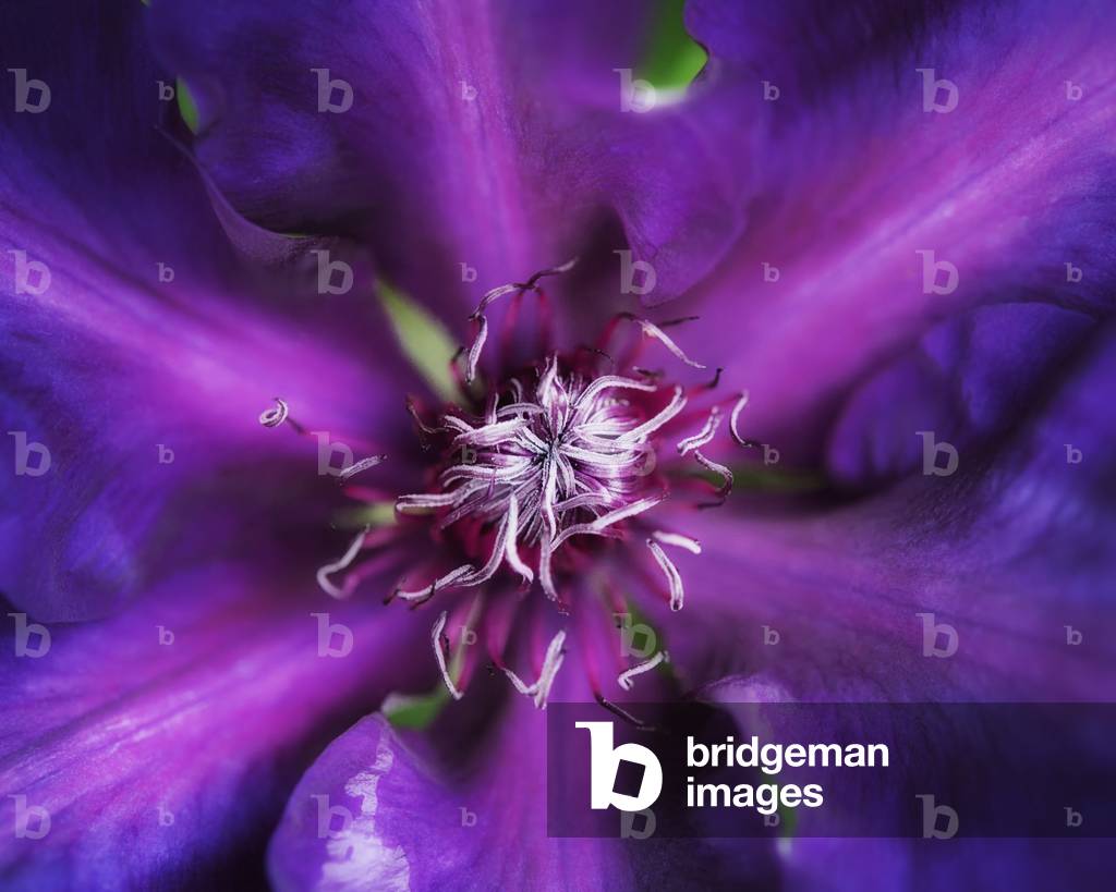 Purple Dahlia, 2020 (fotografia digitale)