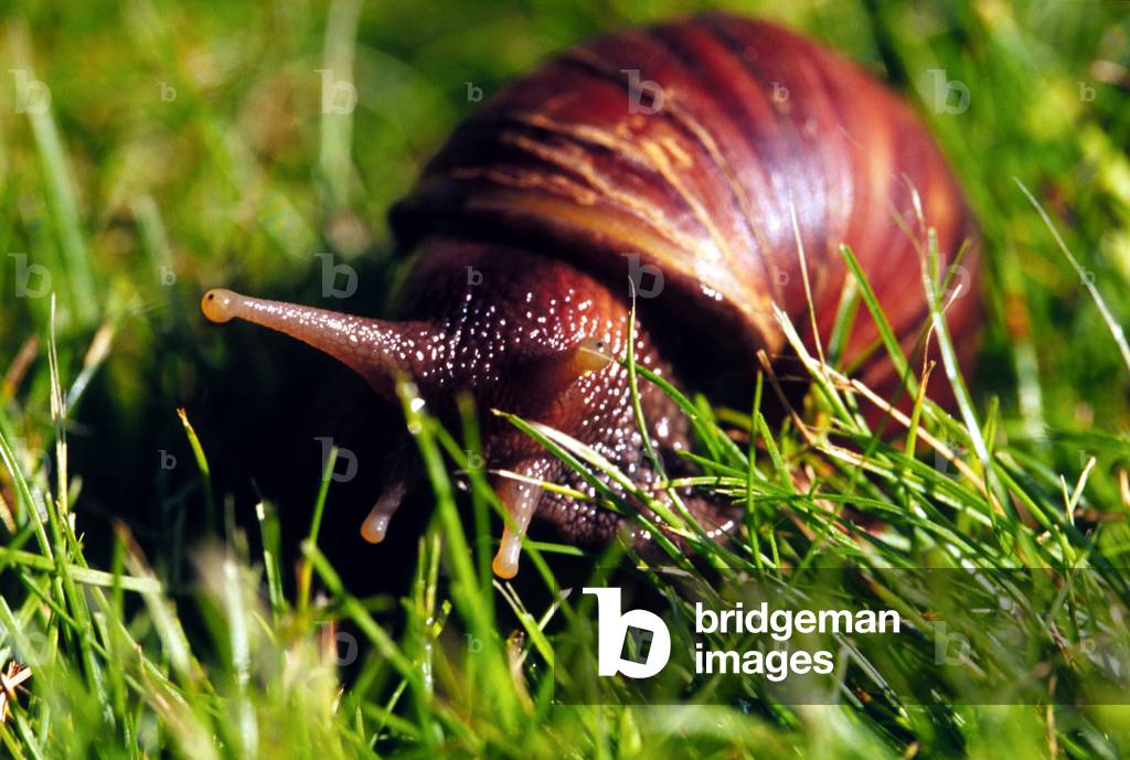Hawaii, Oahu. Lumaca africana gigante