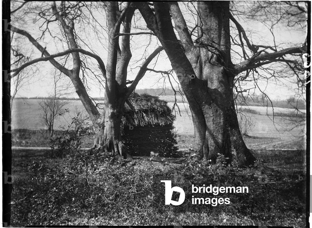 Rewell Wood, Arundel, Arun, West Sussex, 22.04.1908 (s/w Foto)