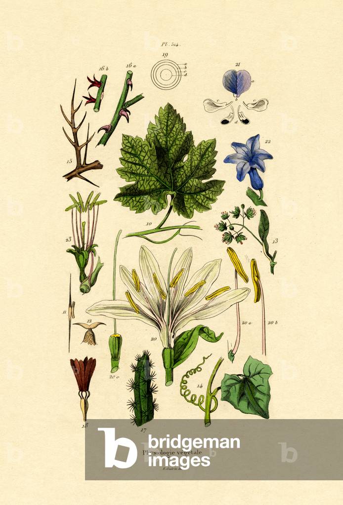 Image of Engraving depicting Plants, 1833-39 by French Artist