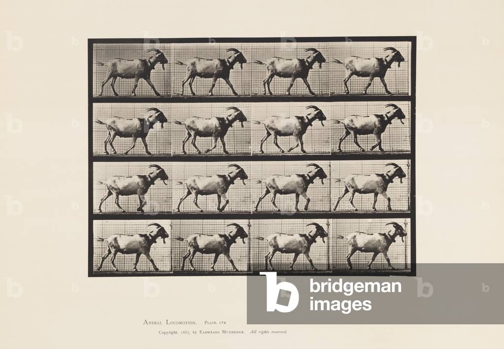 Immagine di Fotografia "Targa 676. Capra; Camminare" 1885 di Eadweard Muybridge, b/w