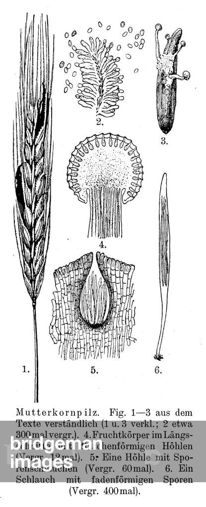 Ergot