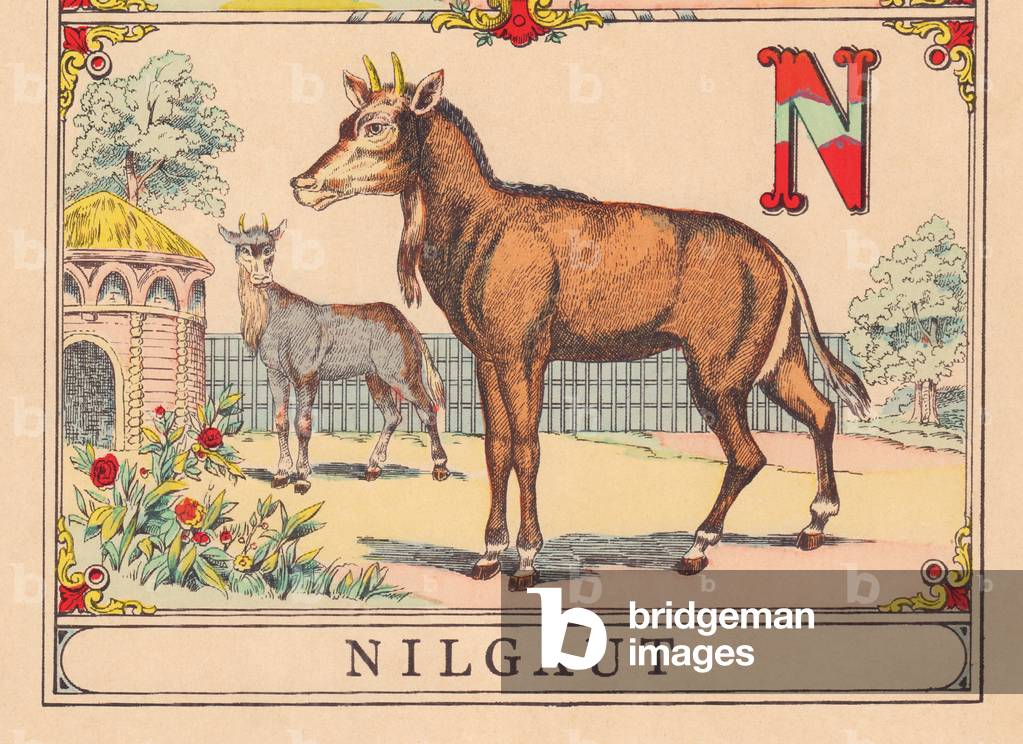 Immagine di Incisione "N: Nilgaut" 1890 di French School