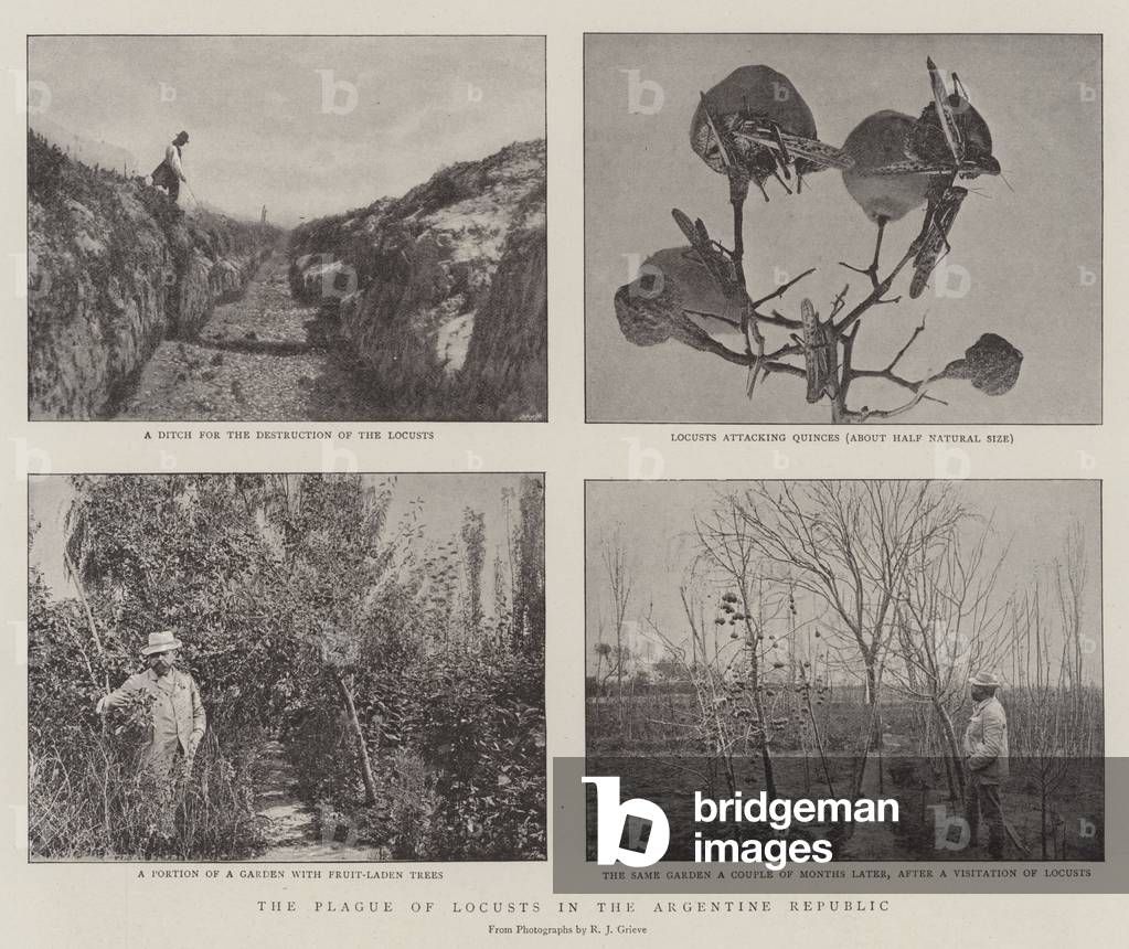 Bild von Druck "Die Heuschreckenplage in der Argentinischen Republik (s/w Foto)" von English photographer, b/w