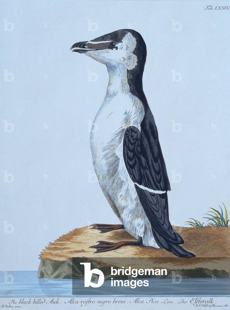 Image of Engraving depicting Black Billed Auk 1771 by Thomas Pennant