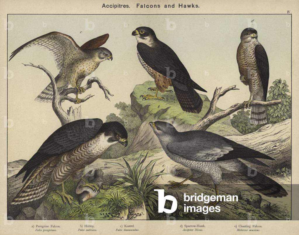 Accipitres, Falken und Falken (Farblitho)