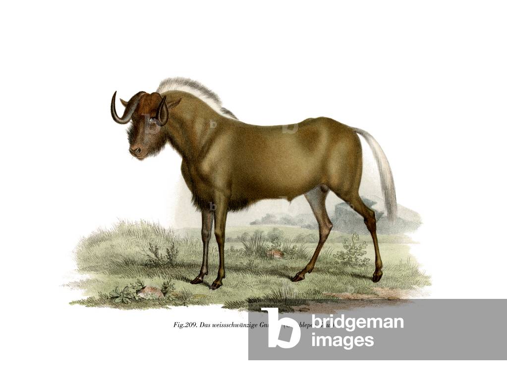 Gnu, 1860 (coloris litho)