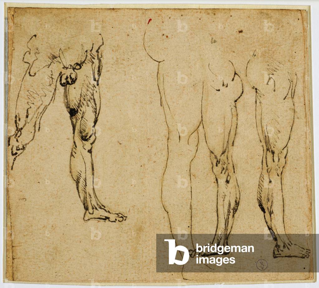 Studi di gambe virili, c. 1485-1487 (penna e inchiostro, con tracce di punta metallica su carta)