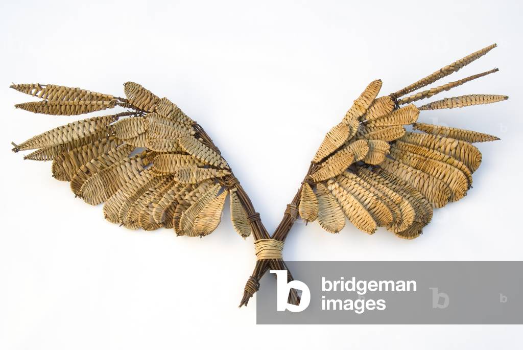 "Flugfedern (Weide)" von Prue Thimbleby