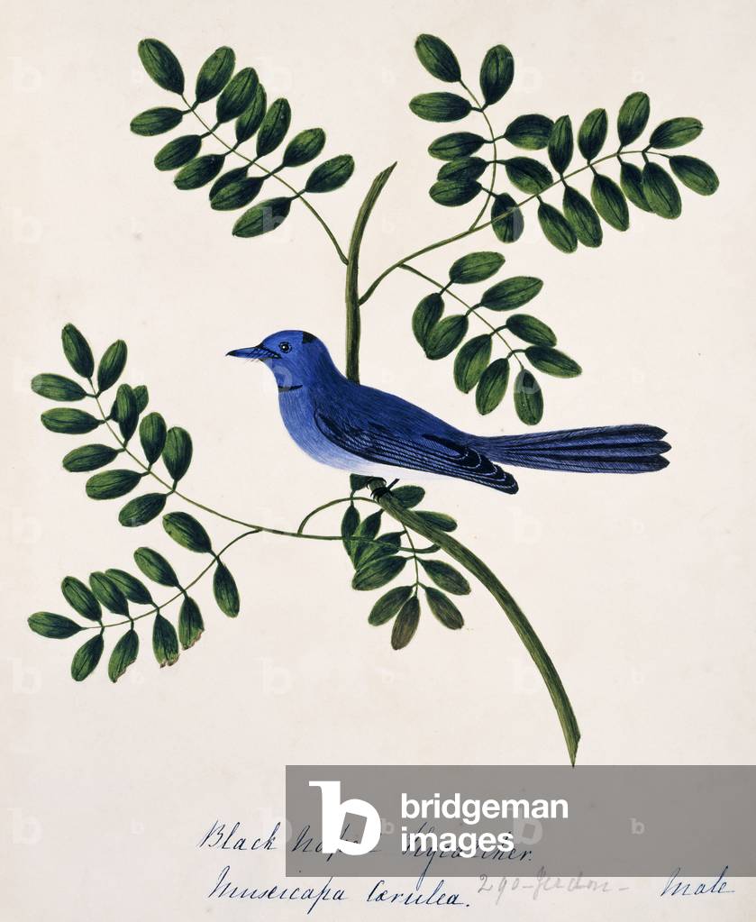 Image of Engraving depicting Hypothymis azurea 1801 by Margaret Bushby Lascelles Cockburn