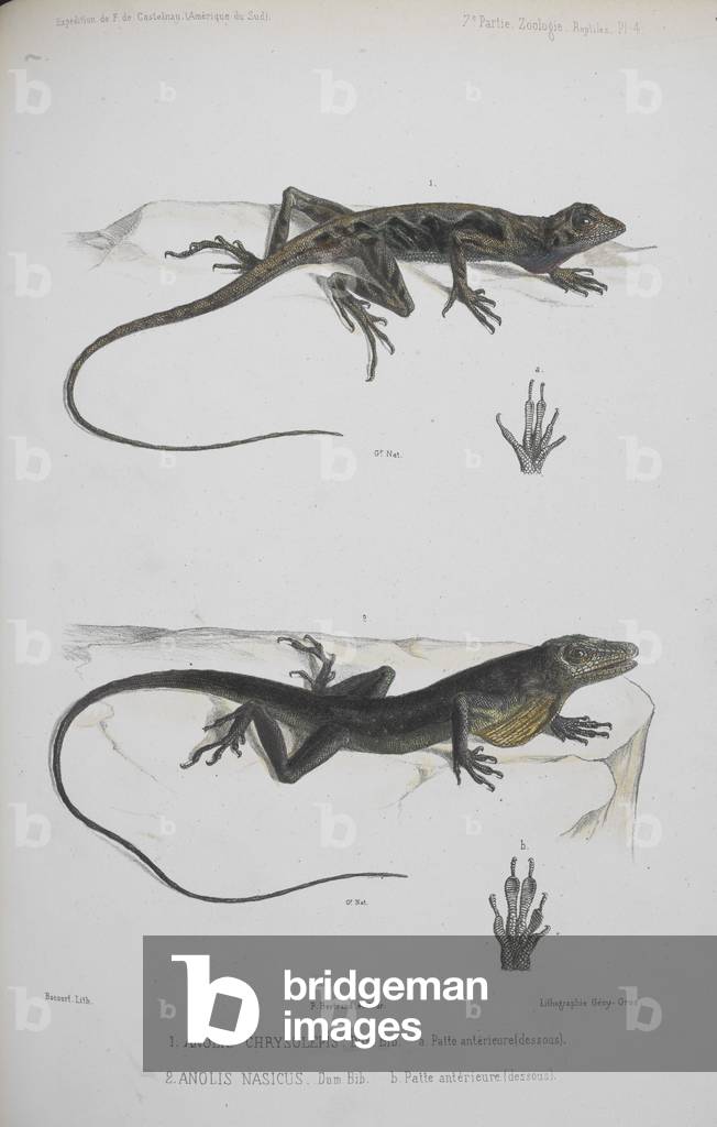 "1. Anolis Chrysolepis. 2. Anolis Nasicus. Eidechsen.", b/w