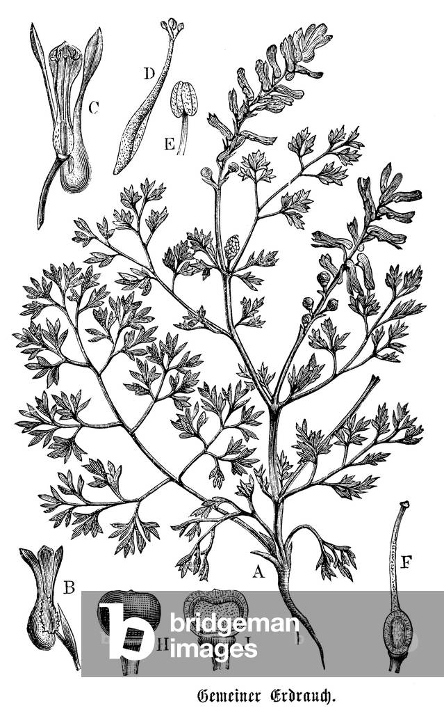 Image of Engraving depicting Fumitory, b/w