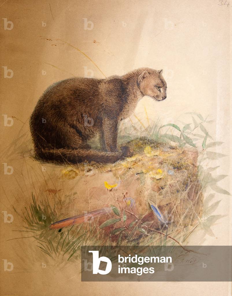 Yaguarundi Cat, 1851-69 (senza carta)