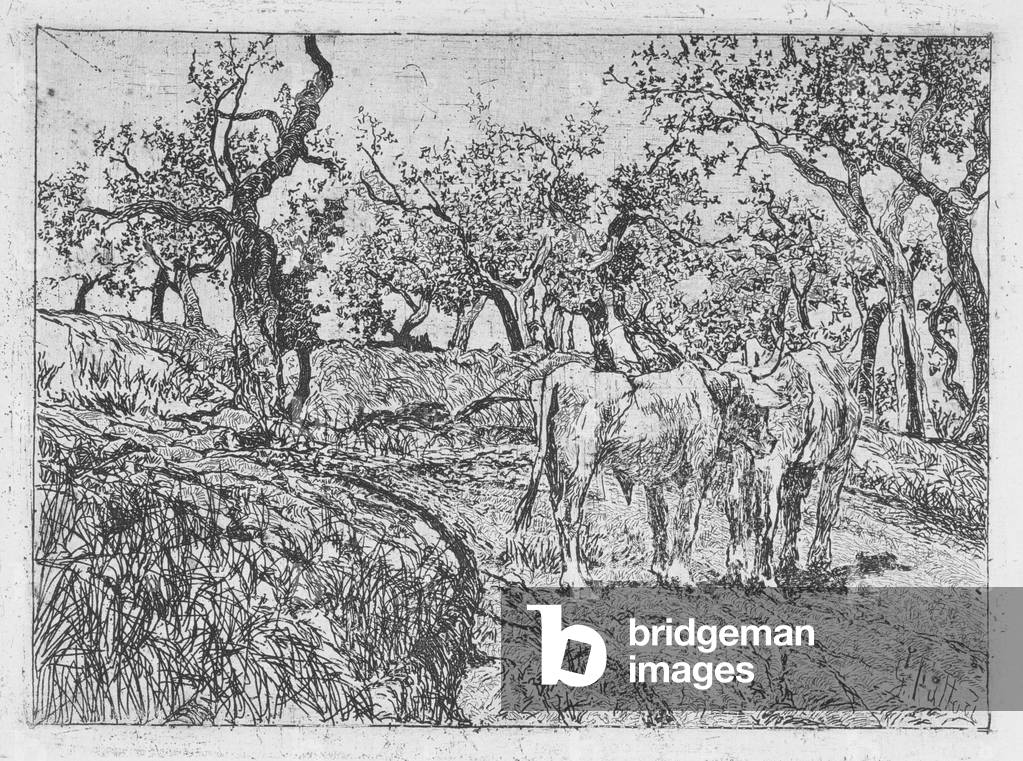 Bovini tra ulivi (acquaforte)