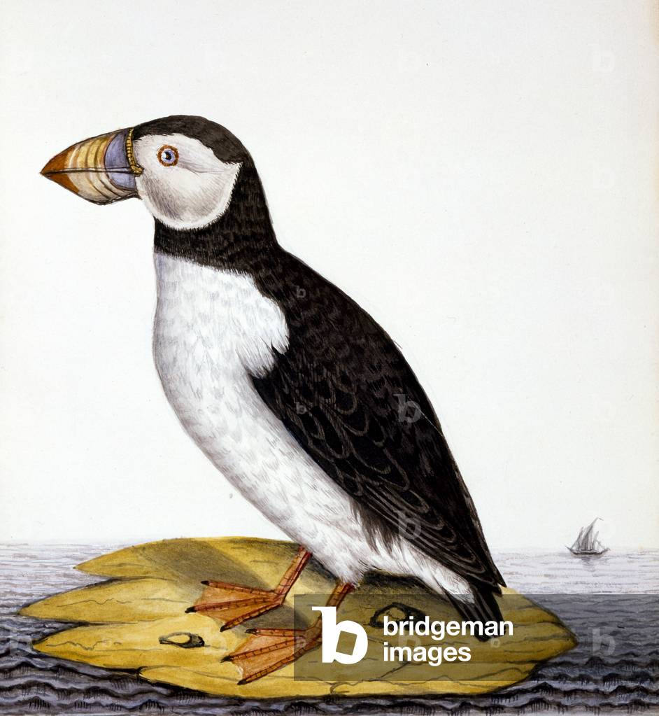 Immagine di Disegno "Puffin", c.1840 di French School