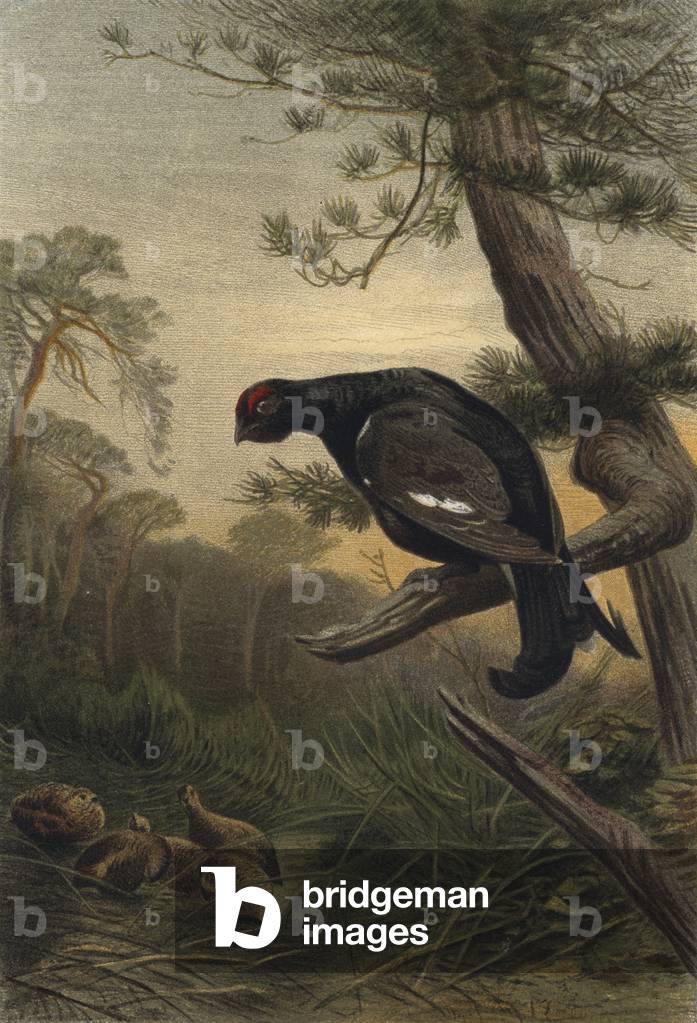 Birkhuhn (chromolitho)