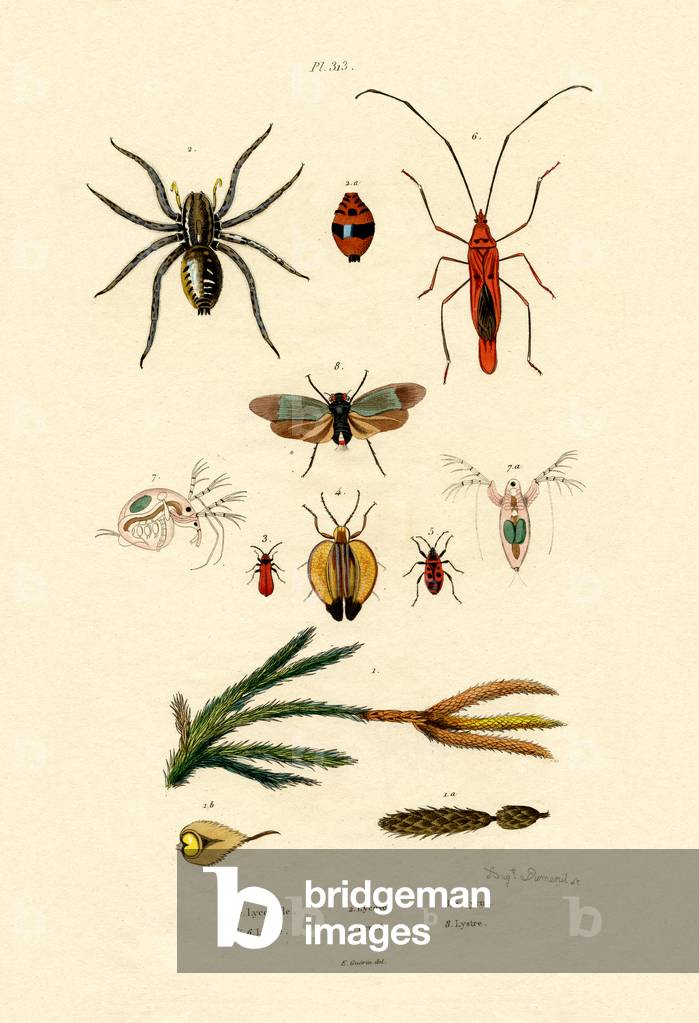 Alpine Clubmoss, 1833-39 (incisione colorata)