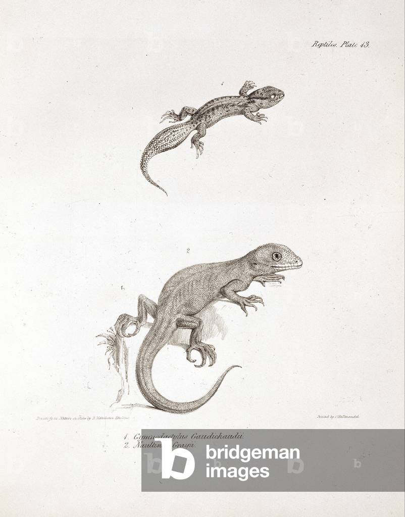 "Homonota darwini und Naultinuselegans", b/w
