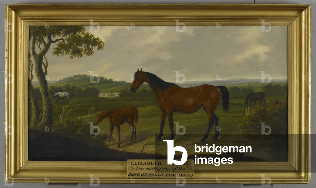 Ritratto di cavallo; Elisabetta e Colt in un paesaggio. Un purosangue appartenente alla Compagnia delle Indie 