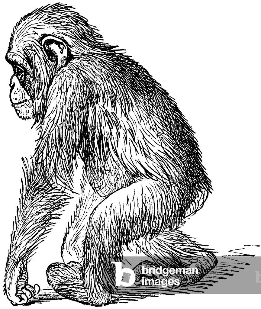 Image of Engraving depicting Chimpanzee, b/w