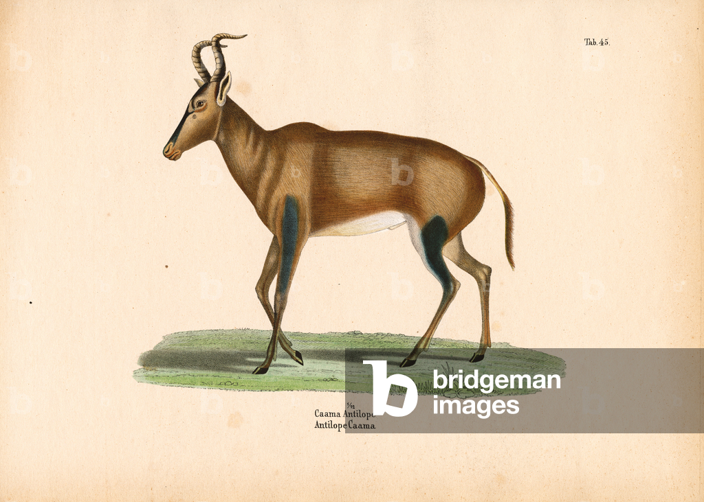 Bild von Gravur "Caama Antilope" 1848 von Conrad Kull
