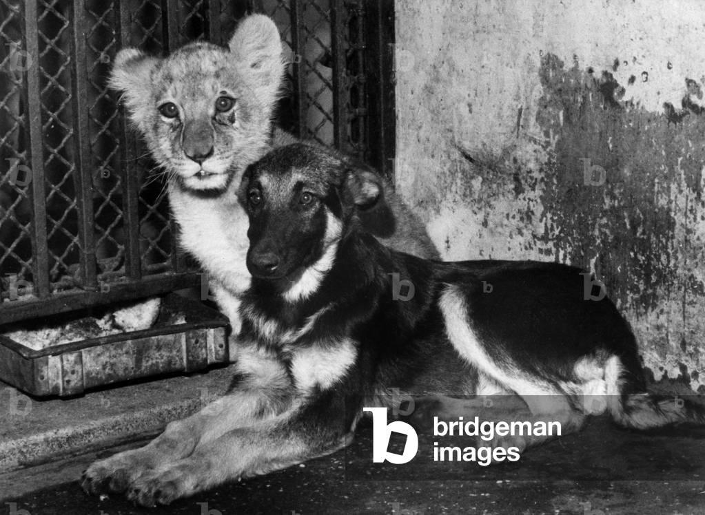 Deutscher Schäferhund Asta und Löwenjunges Simba in Wien, 15. Oktober 1960 (s/w Foto)