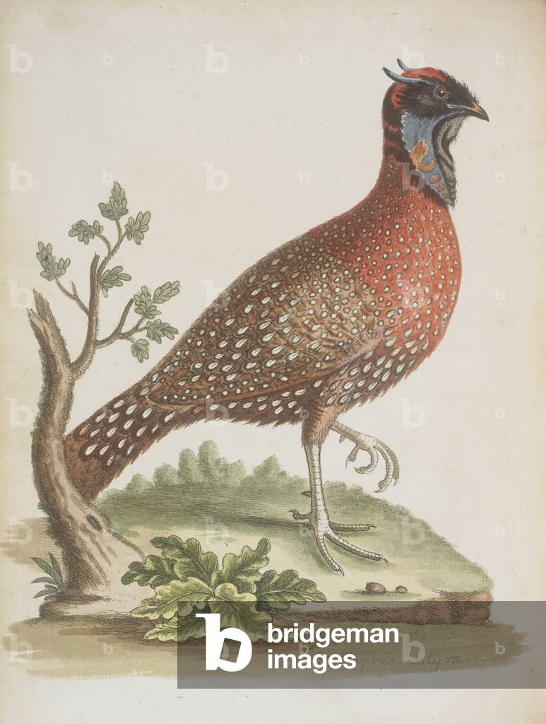 The horned Indian pheasant