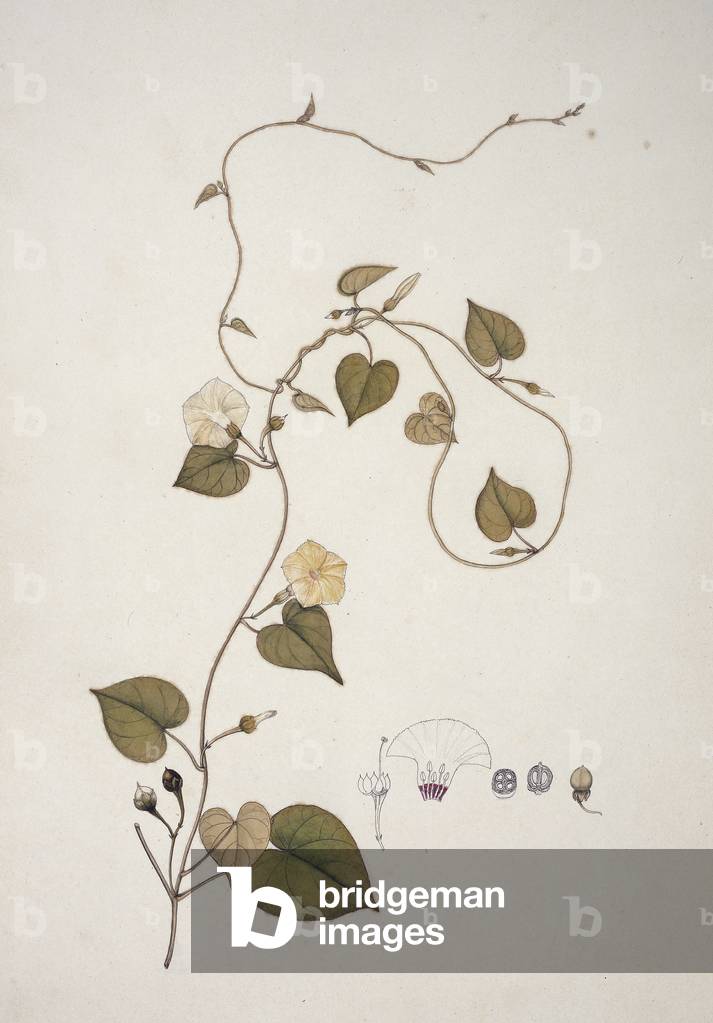 Ipomoea obscura