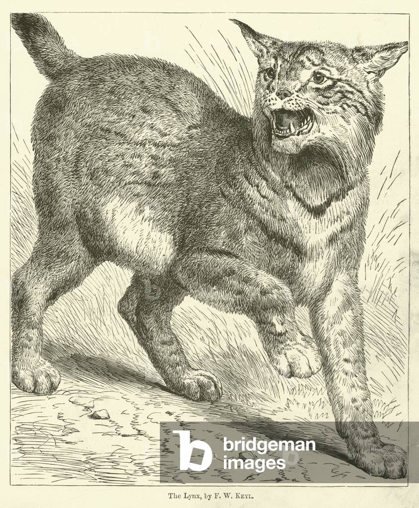 "Der Luchs (Gravur)" von Friedrich Wilhelm Keyl, b/w