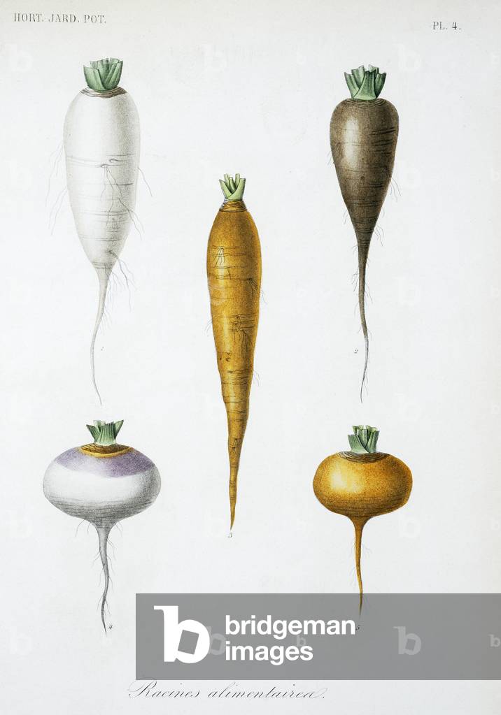 Image of Engraving depicting Vegetable roots