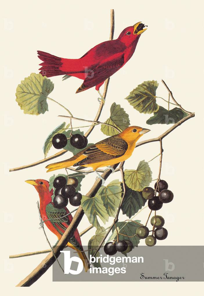 Summer Tanager (disegno)