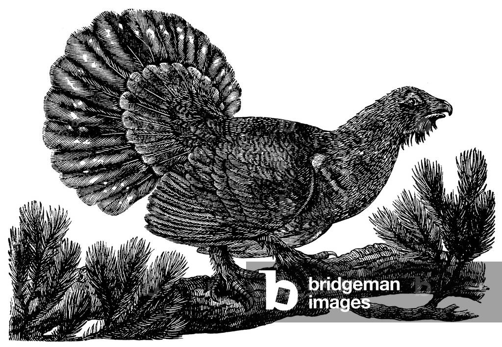 Immagine di Incisione "- Grouse", b/w