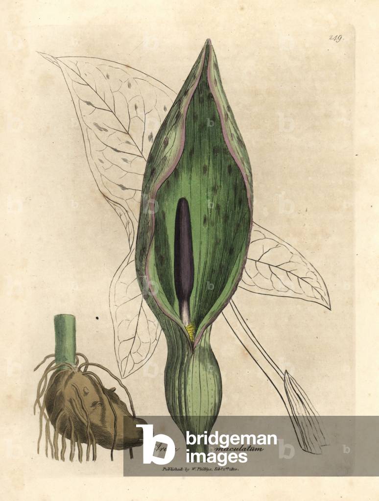 Bild von Gravur "Gewöhnlicher Arum" 1801 von James Sowerby