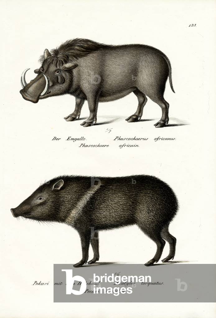 "Fracocero", 1824 di Karl Joseph Brodtmann, b/w
