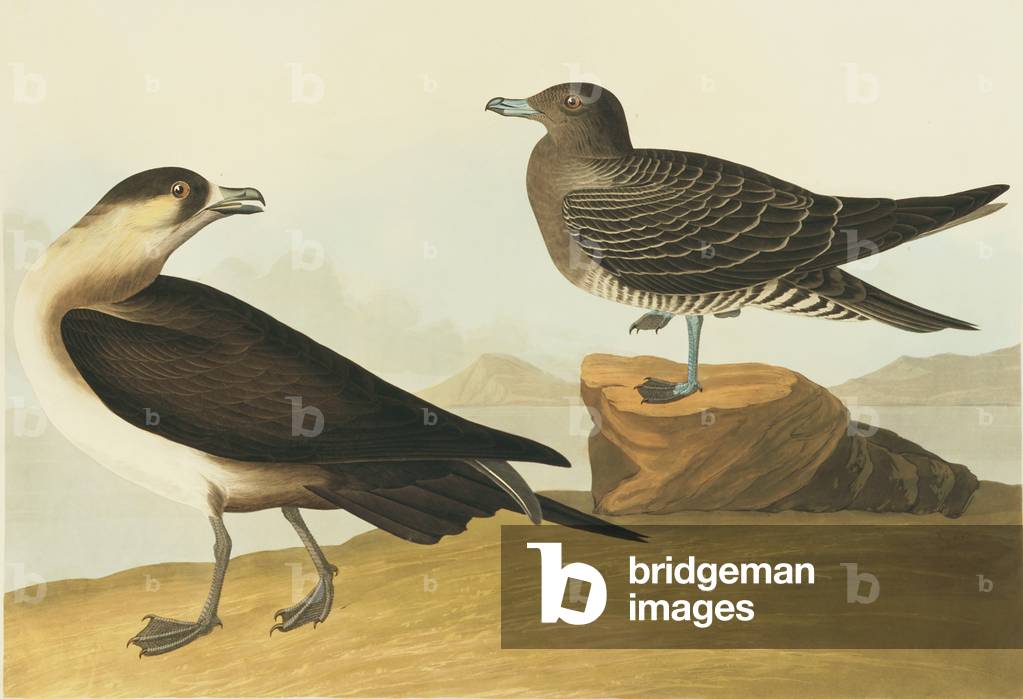Stercorarius parasiticus 1827 par John James Audubon