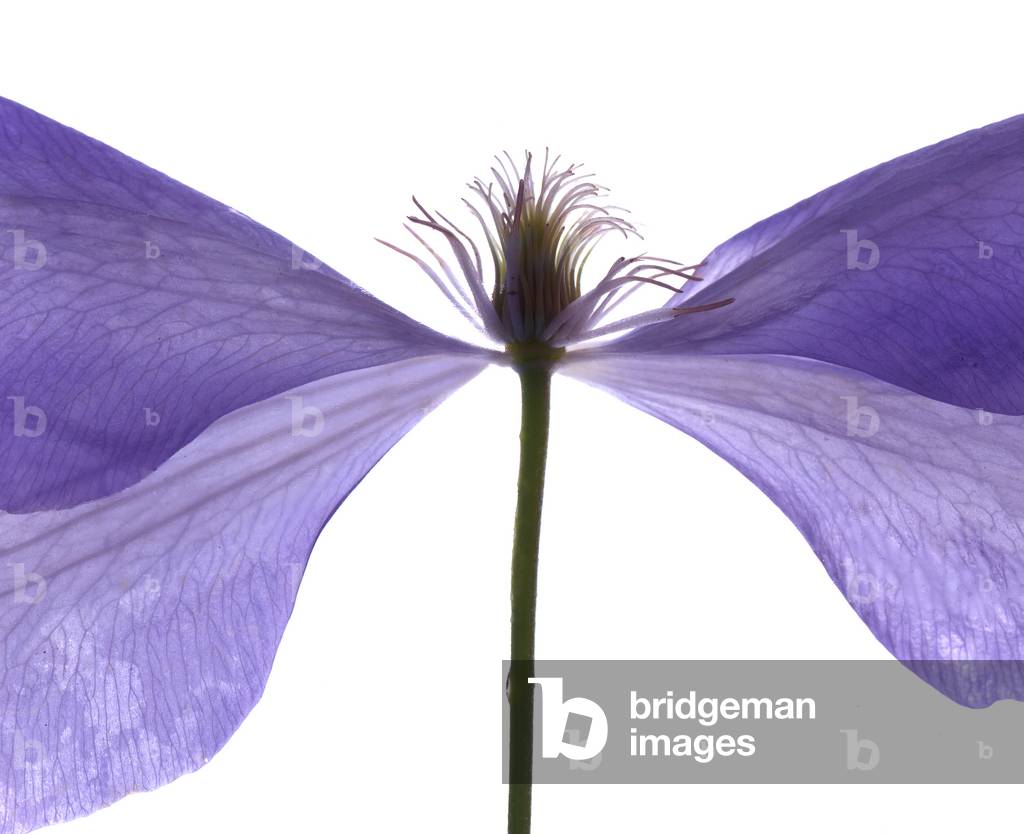 Clematis Float, 2009, (fotogramma digitale, stampa digitale originale)