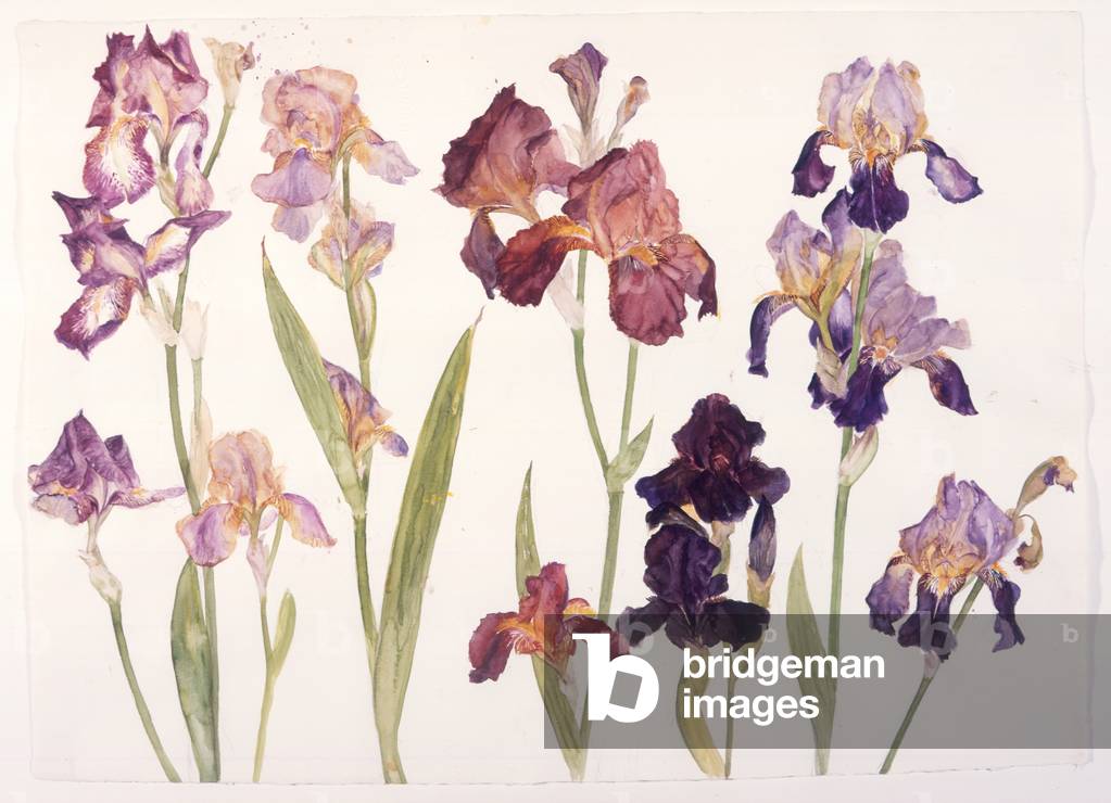 Bild von Zeichnung "Irises" 2004 von Dame Elizabeth Blackadder