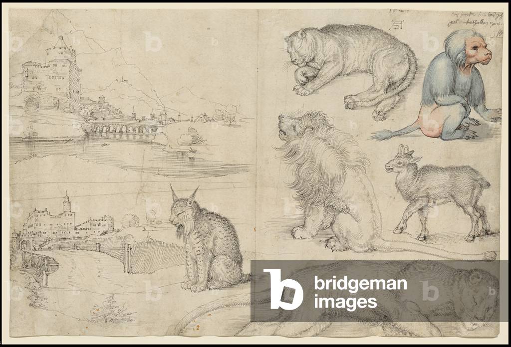schizzi di animali e paesaggi, 1521 (penna & nero inchiostro con blu, grigio & rosa lavaggio su carta)