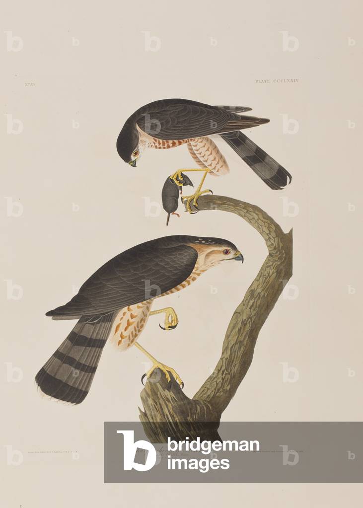 Immagine di Incisione "Illustrazione da 'Birds of America'", 1827-38 di John James Audubon, b/w