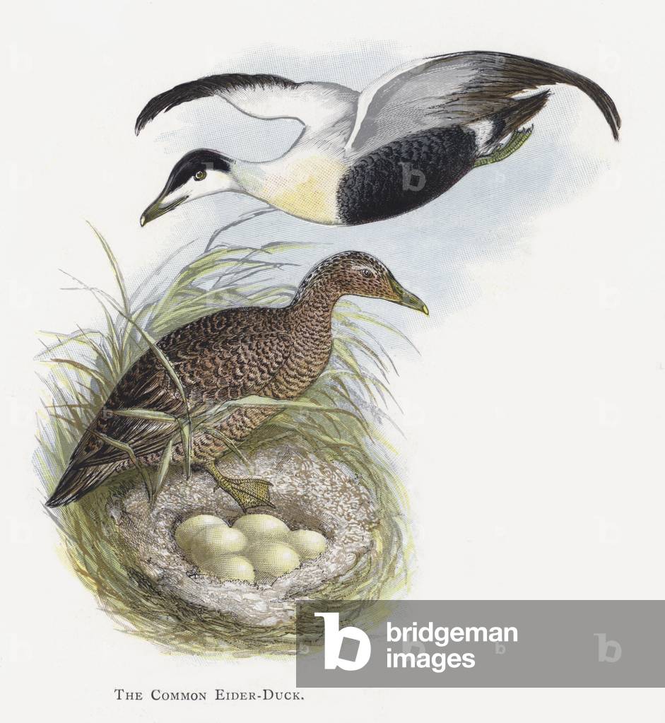 L'Eider-Anatra (cromolito)